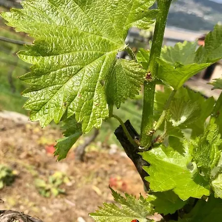 Vald'aregos - Douro Ferienpark 3*