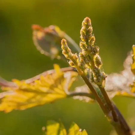 Parco vacanze Vald'aregos - Douro 3*