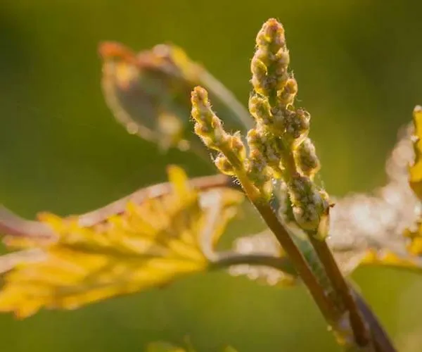 Ferienpark Vald'aregos - Douro 3*