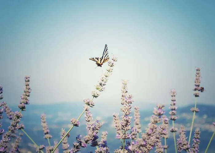 Vald'aregos - Douro 3* Resende