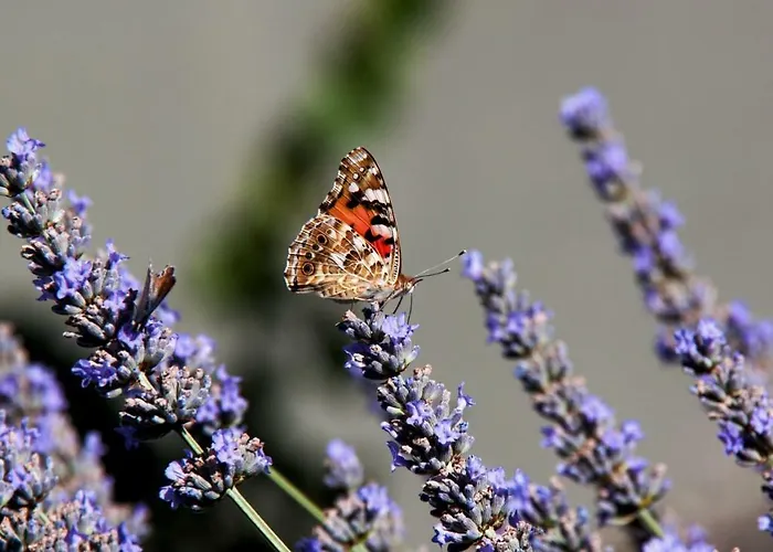 Ferienpark Vald'aregos - Douro Resende
